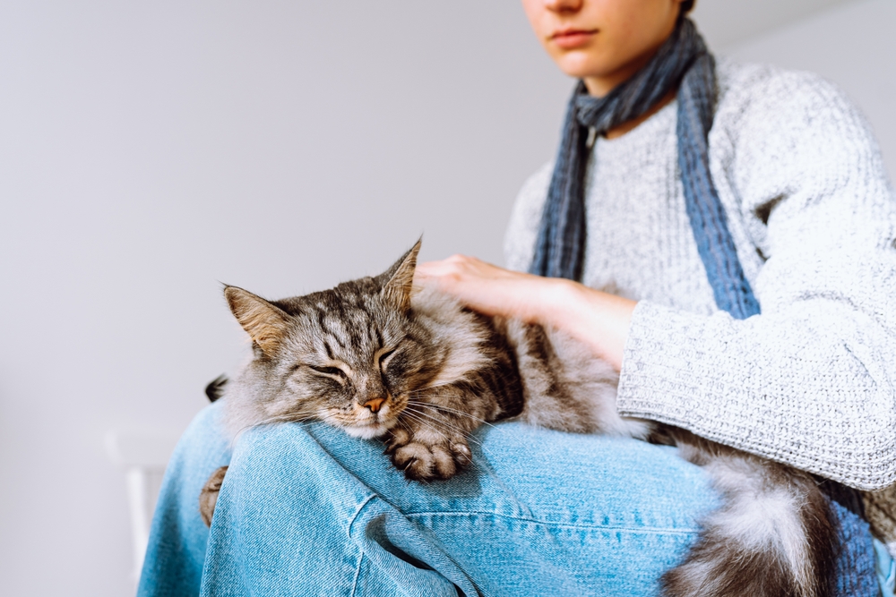 How to Boost Cat Immune System Naturally