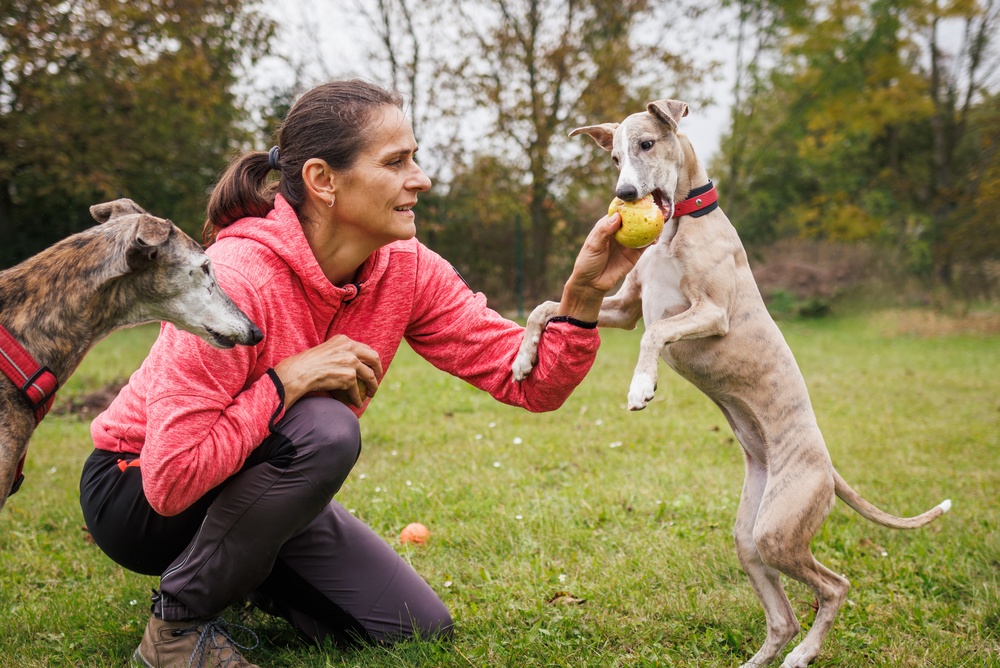 Top Rated Dog Multivitamin Chews