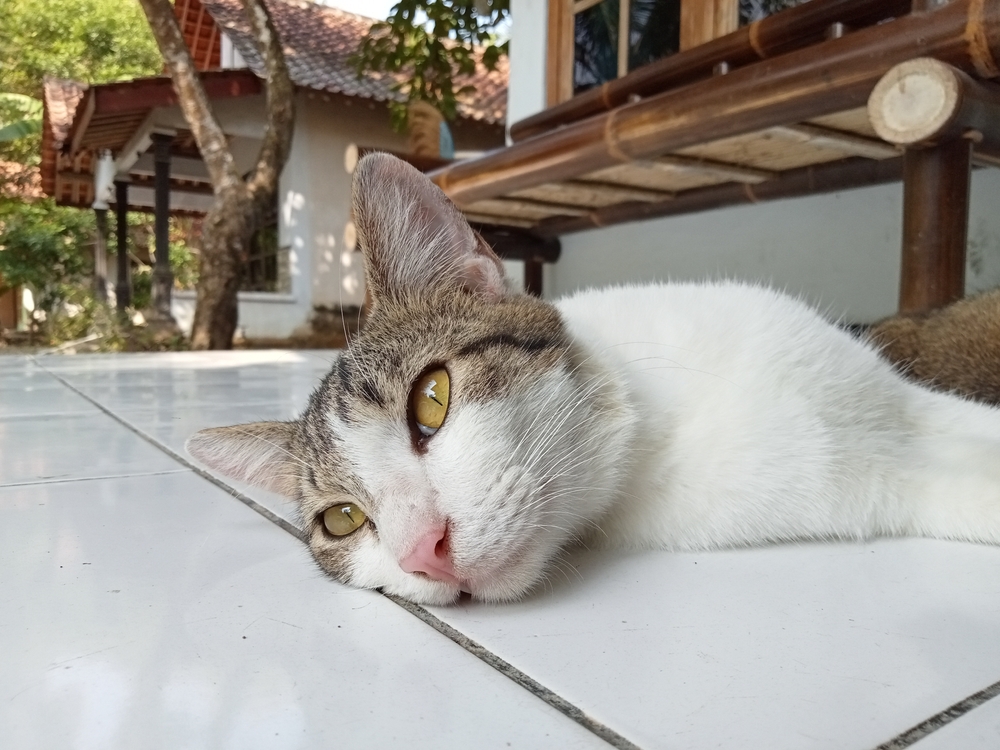 How to Boost Cat Immune System Naturally 