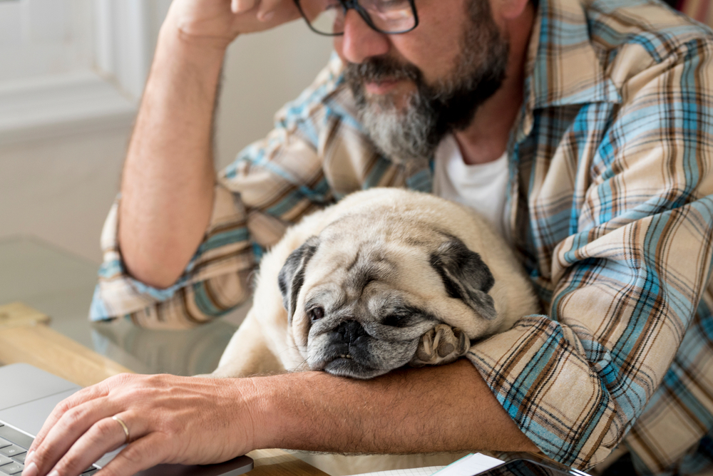 healthy aging supplements for dogs
