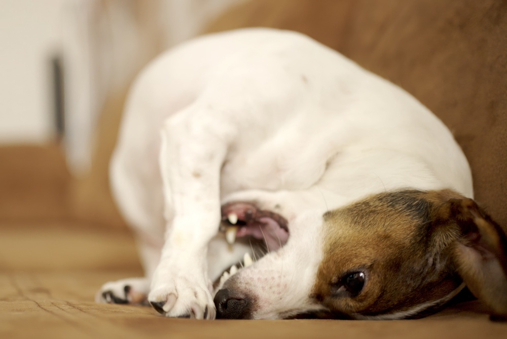 Dog Allergy Relief Supplements