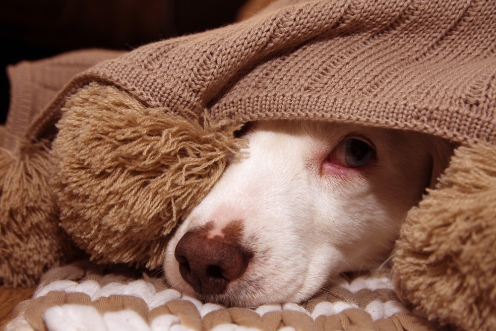 dog calming supplements