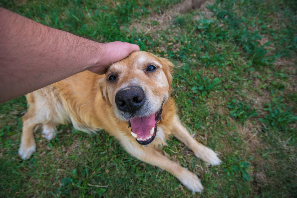 Dog Allergy Relief Supplements
