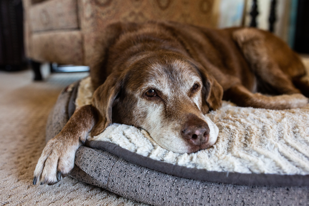 healthy aging supplements for dogs