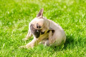 Dog Allergy Relief Supplements