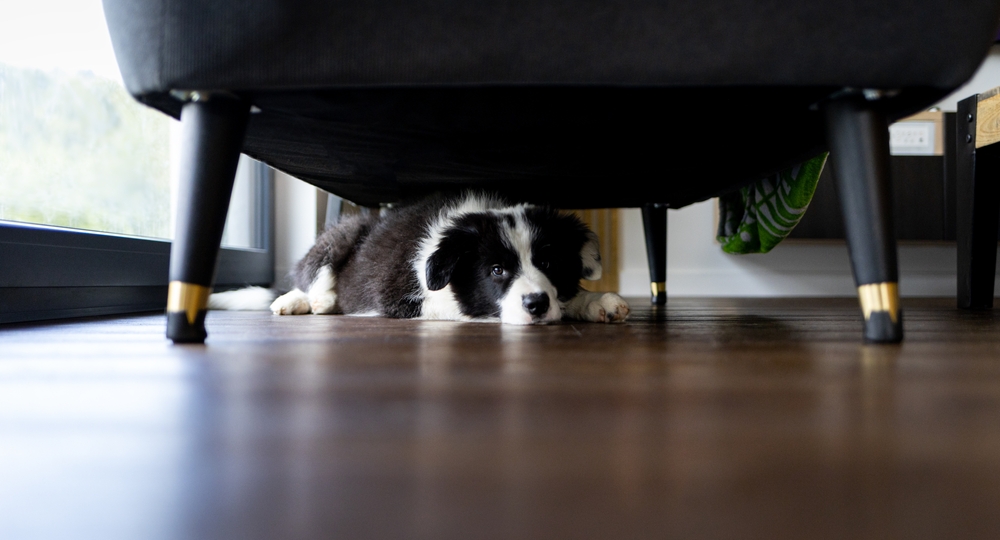 dog calming supplements