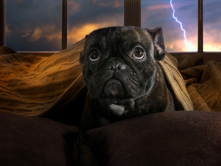 dog calming supplements