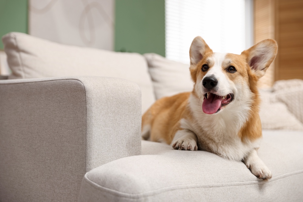 Puppy Immune Health