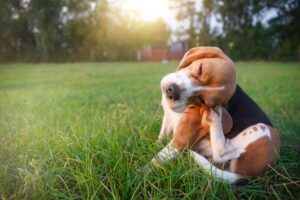 Symptoms Of Dog Allergies
