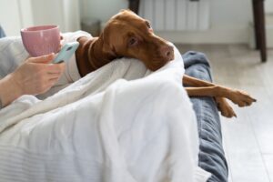 Calm An Anxious Dog