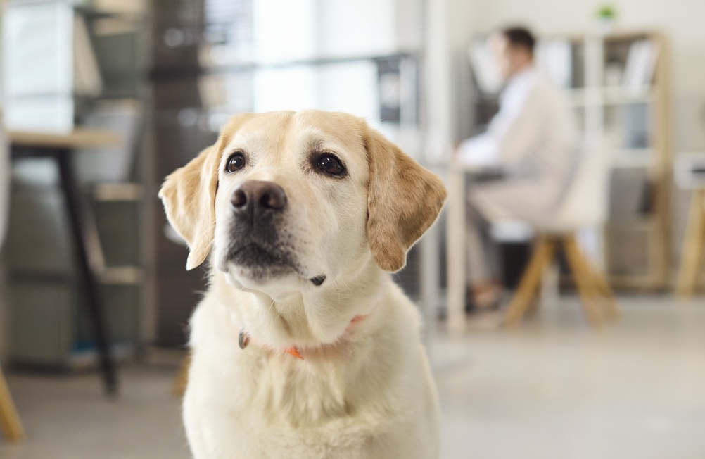 Calm An Anxious Dog