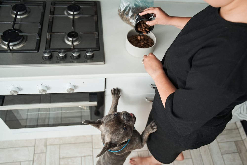 How Much Should I Feed My Dog