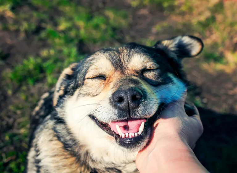 How to Boost My Dog's Immune System