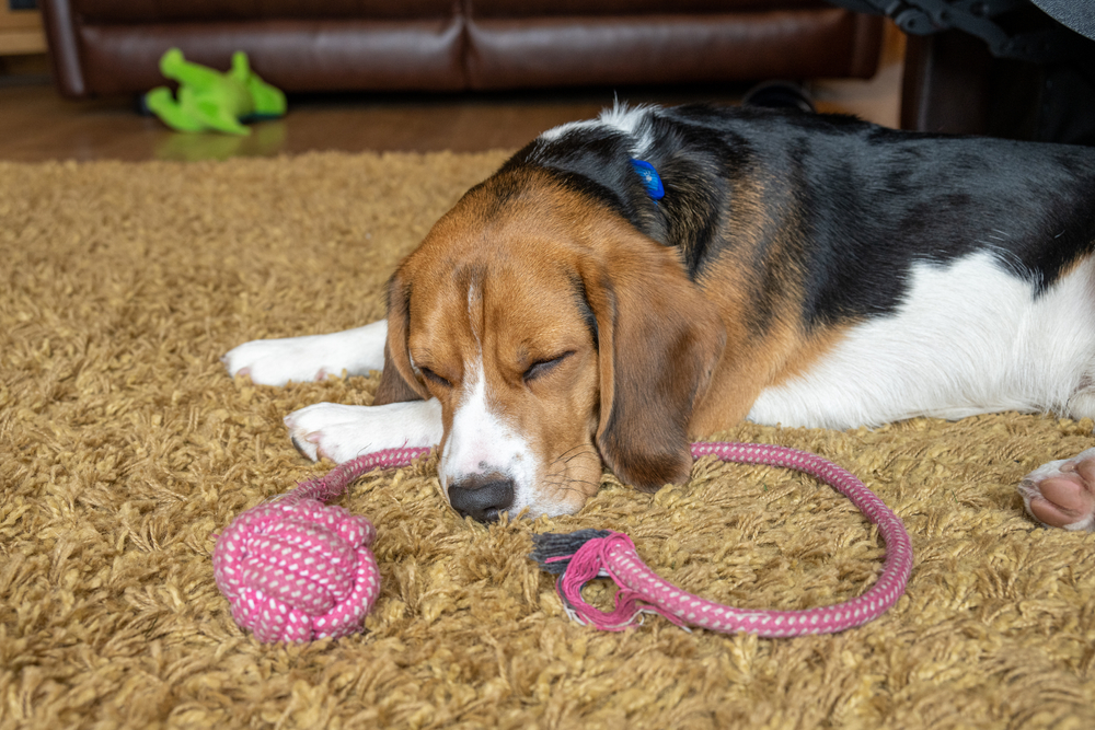 Does My Dog Need a Daily Supplement