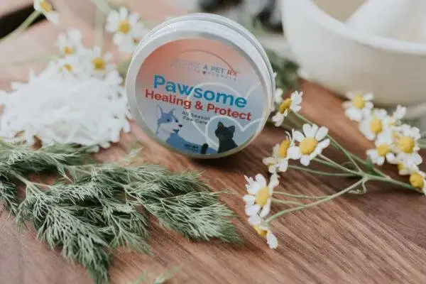 ear infection in dogs